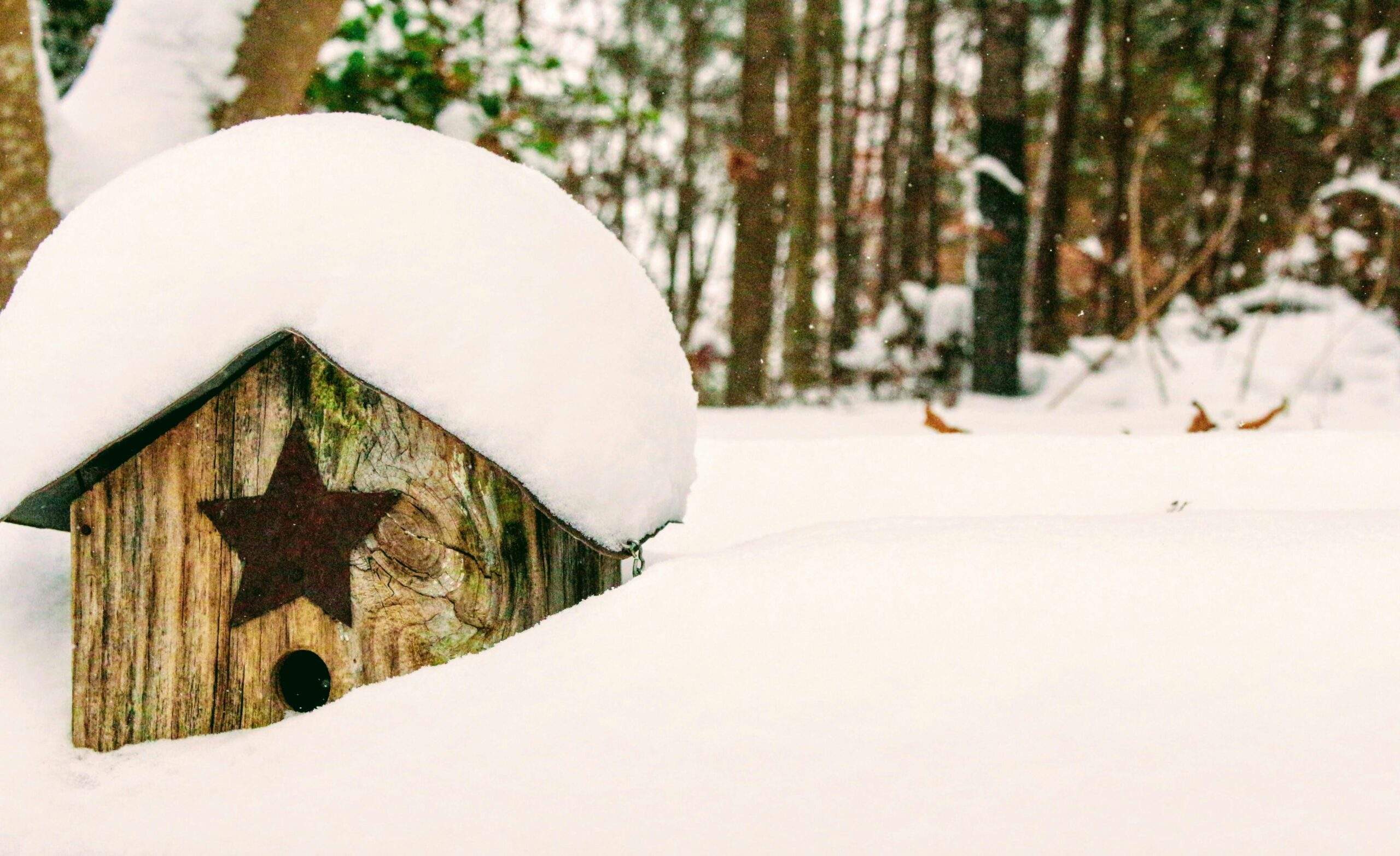 A couple snowshoeing through a forest covered in thick white snow
