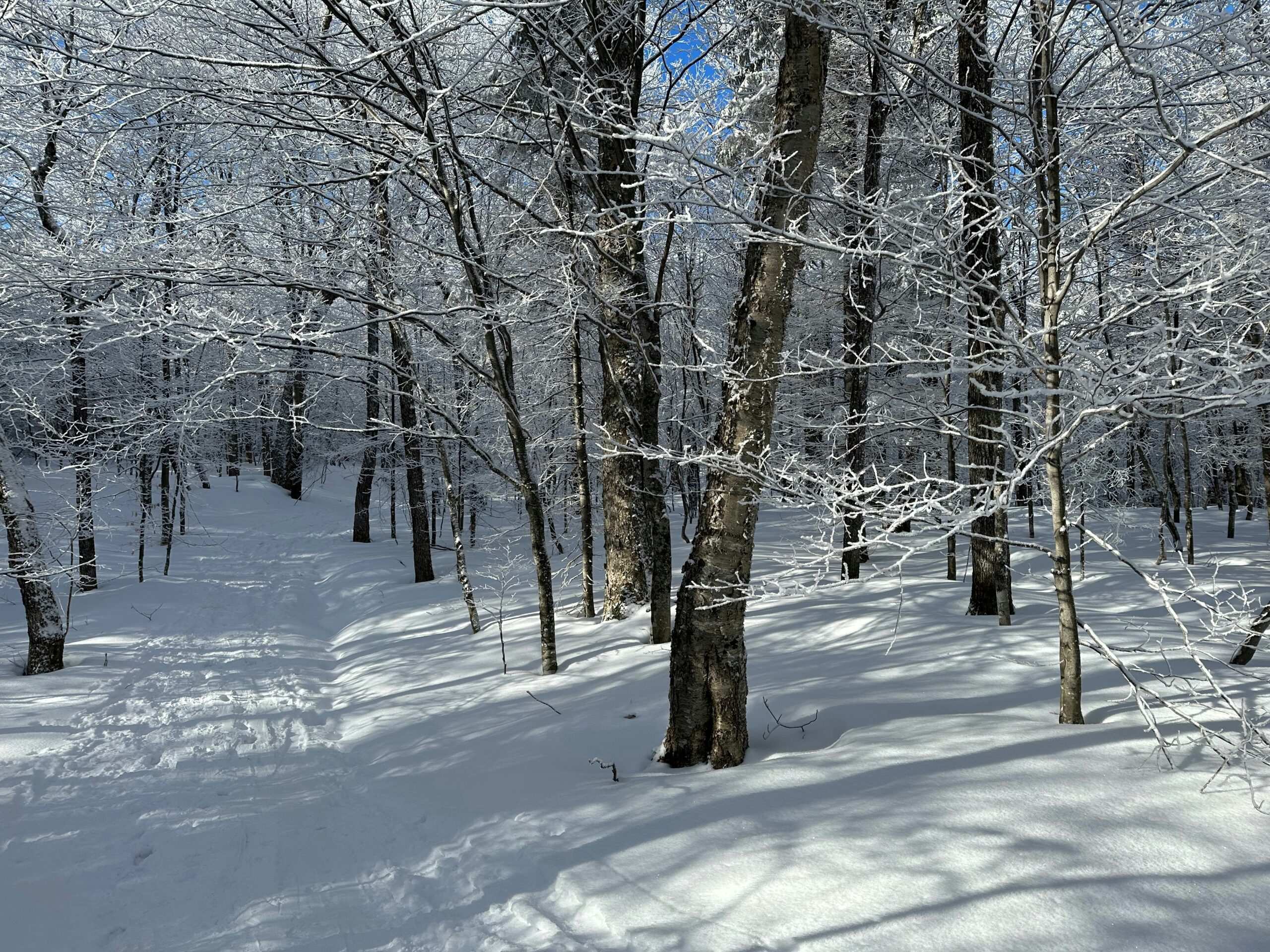 Snowmobilers parked near a scenic trail ready to start their snowshoe trek