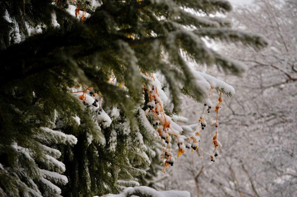 snowshoeing in deep snow