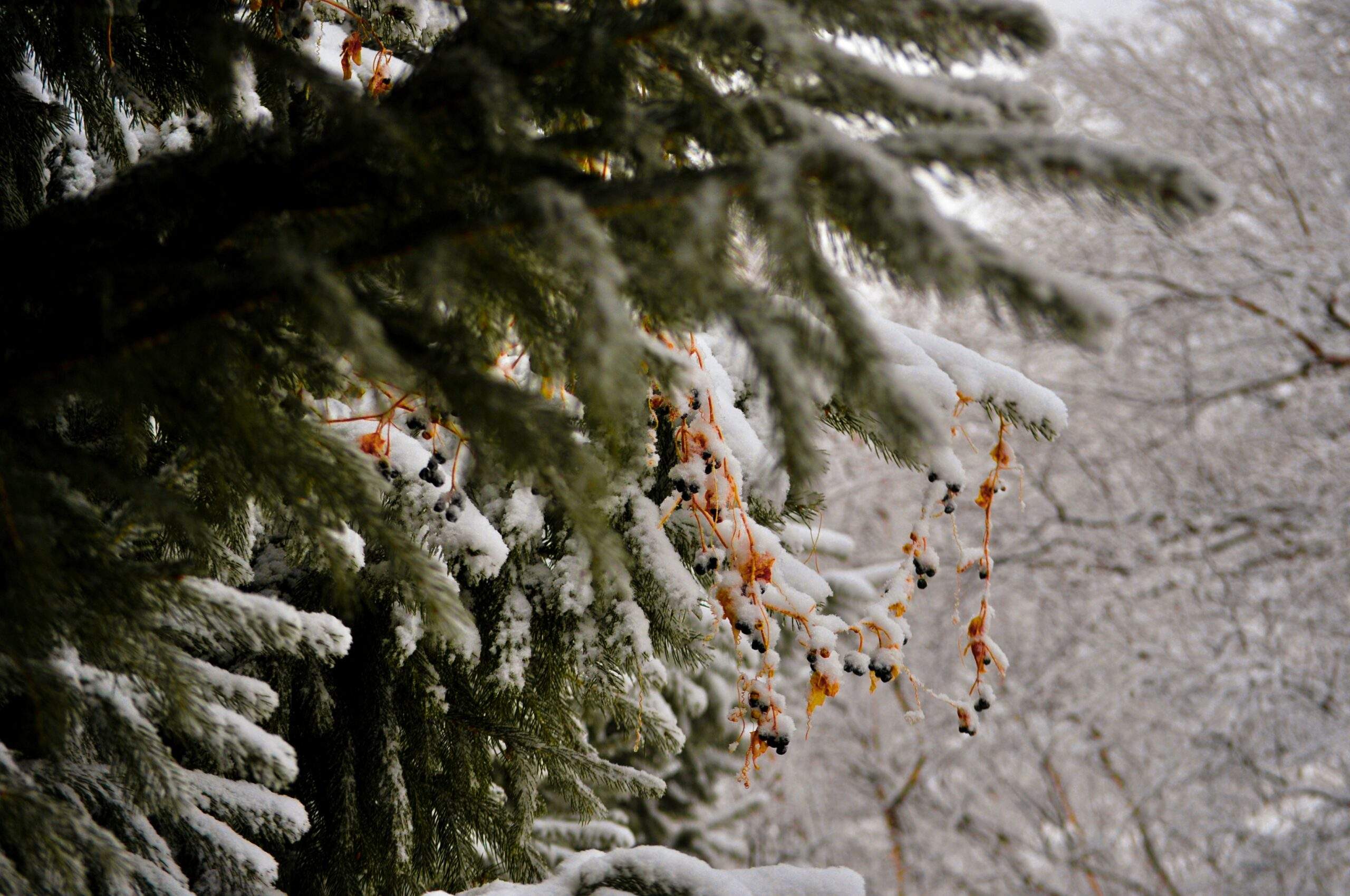 snowshoeing in deep snow