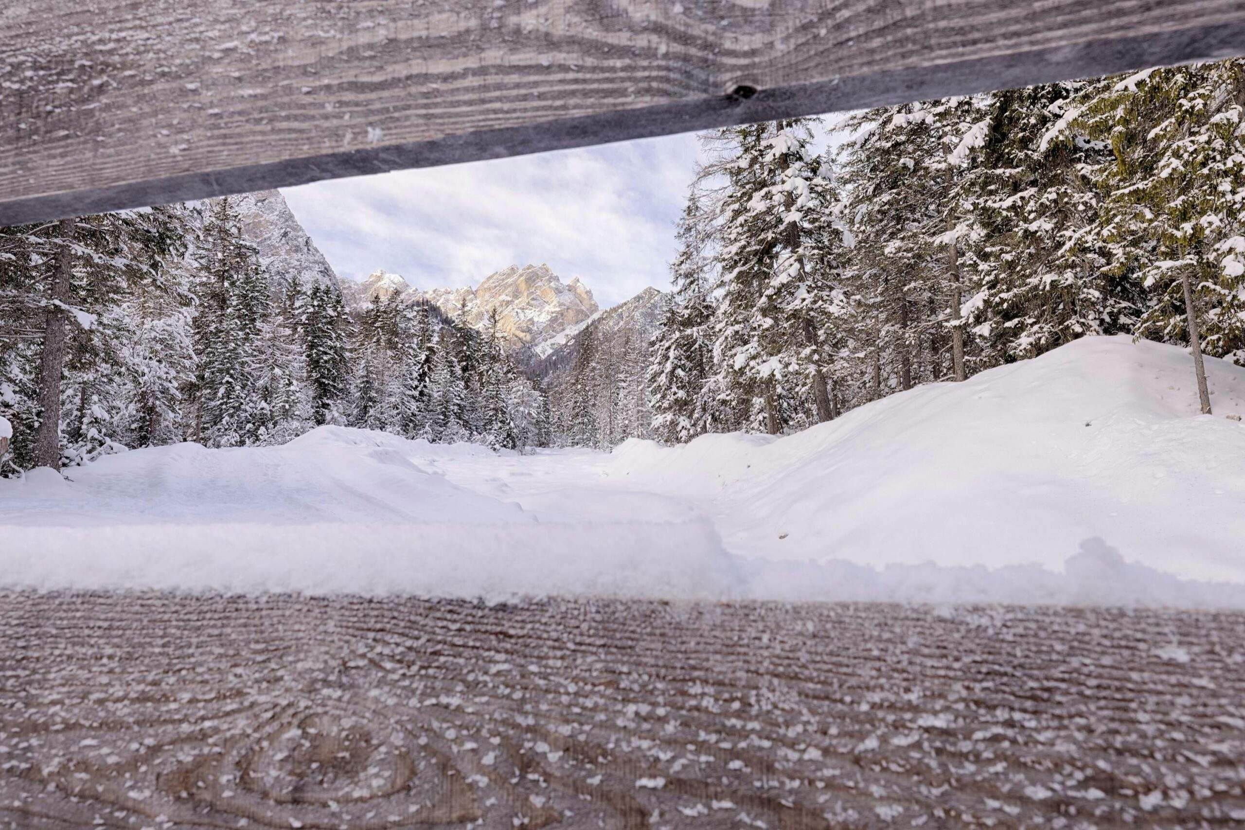 snowy forest trail