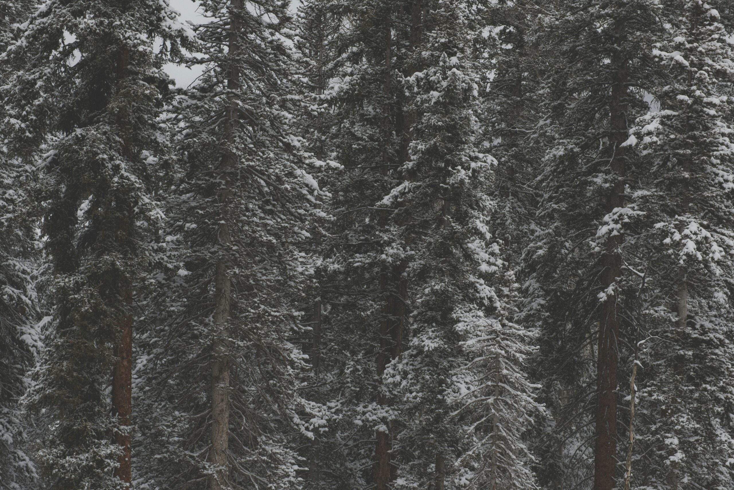 A happy hiker smiling while holding snowshoes against a backdrop of snowy pine trees