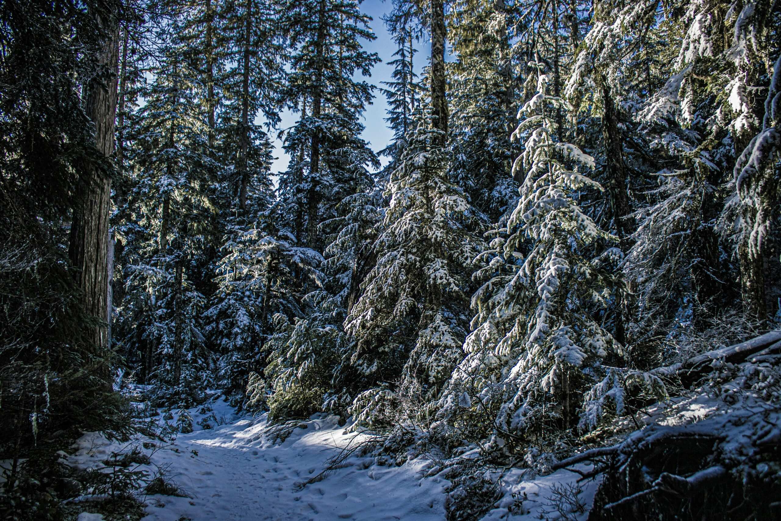Expert Snowshoe Trails: Uncover the Hidden Gems of Winter Adventures
