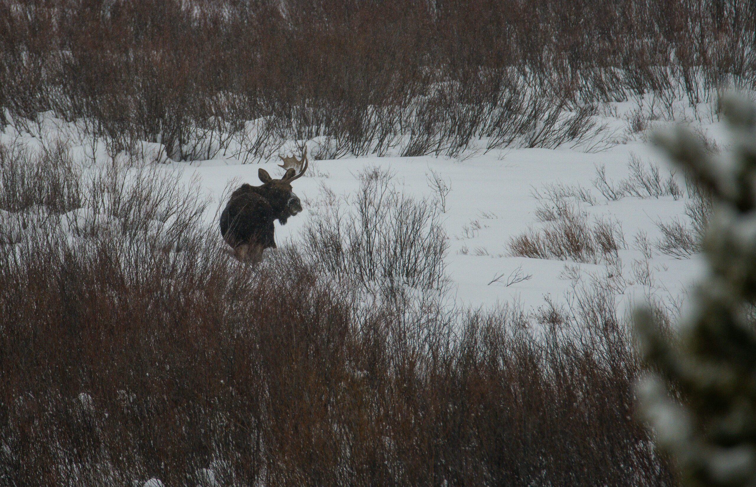 Family smiling while looking at a large moose through binoculars
