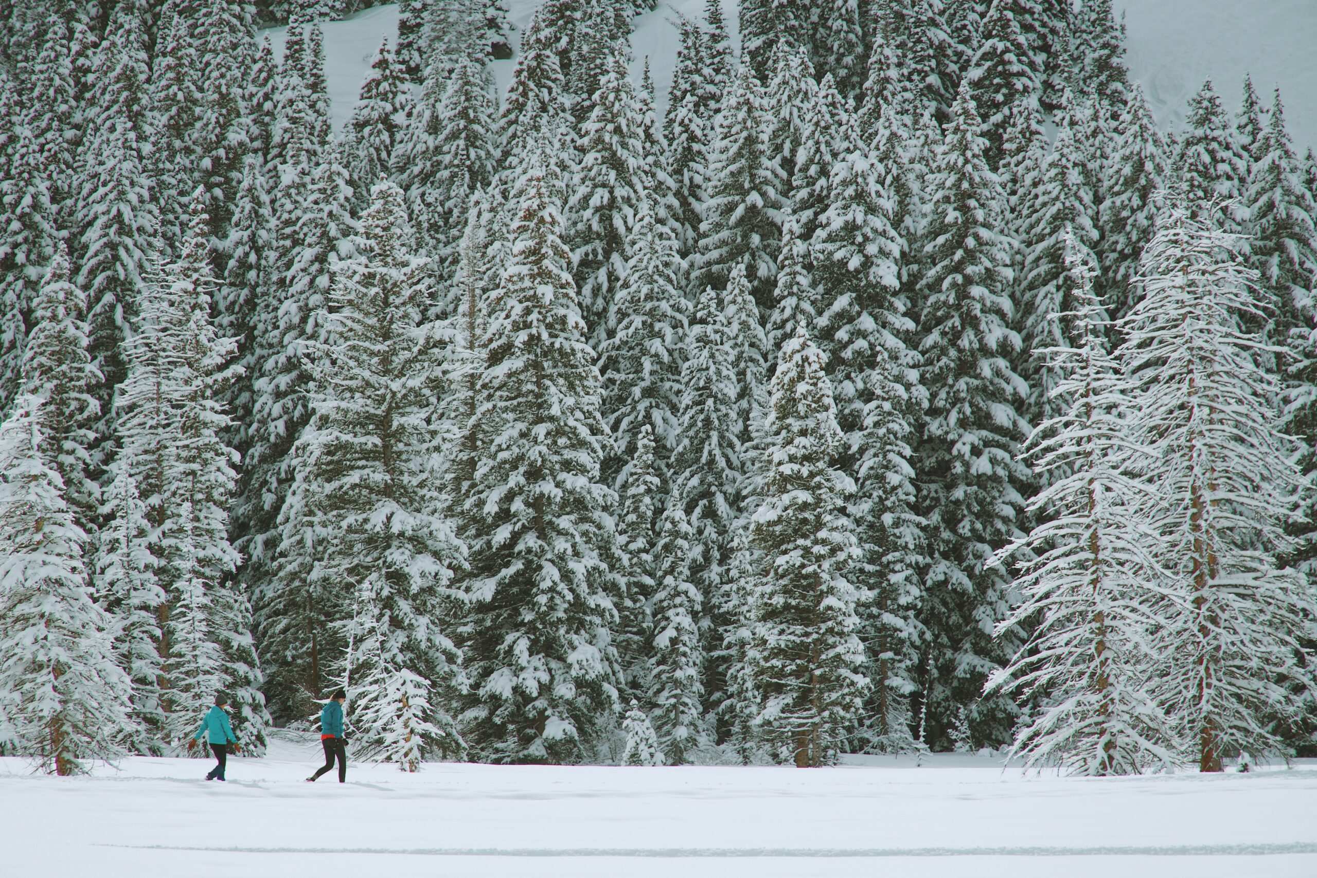family snowshoeing in winter forest