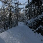 Why a Powder Snowshoe Tour Is the Ultimate Winter Adventure (And How to Nail It)