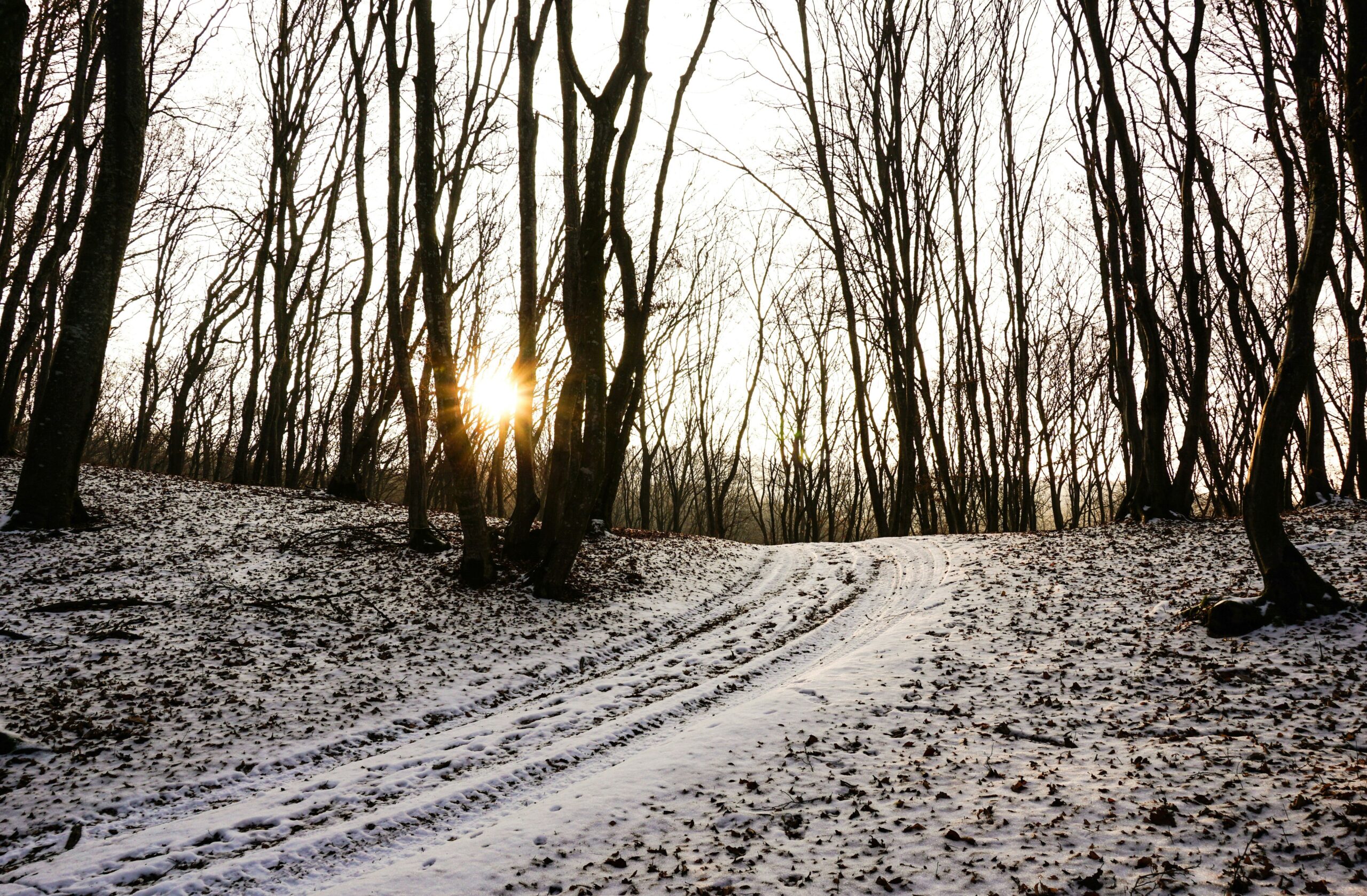 Winter Adventure Itineraries: Unlocking the Magic of Snowshoeing Tours
