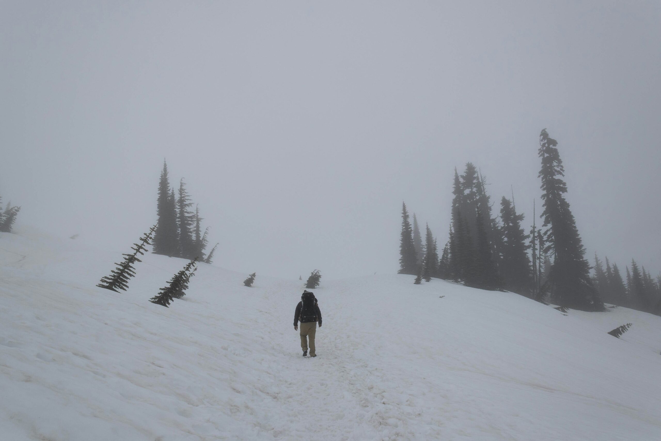 Winter Wildlife Spotting: The Ultimate Guide to Snowshoeing Adventures