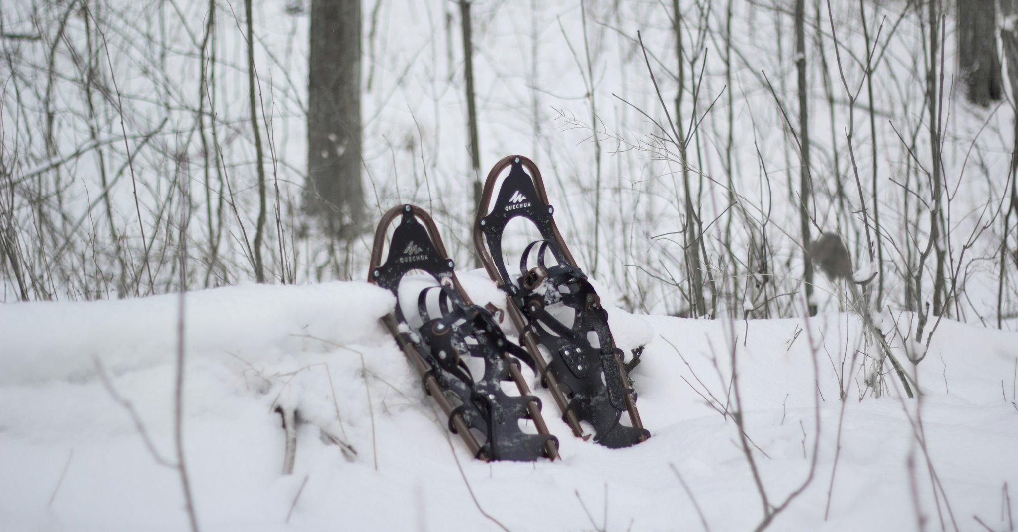 A group of people snowshoeing in the distance with an elk standing nearby in the snowy wilderness.