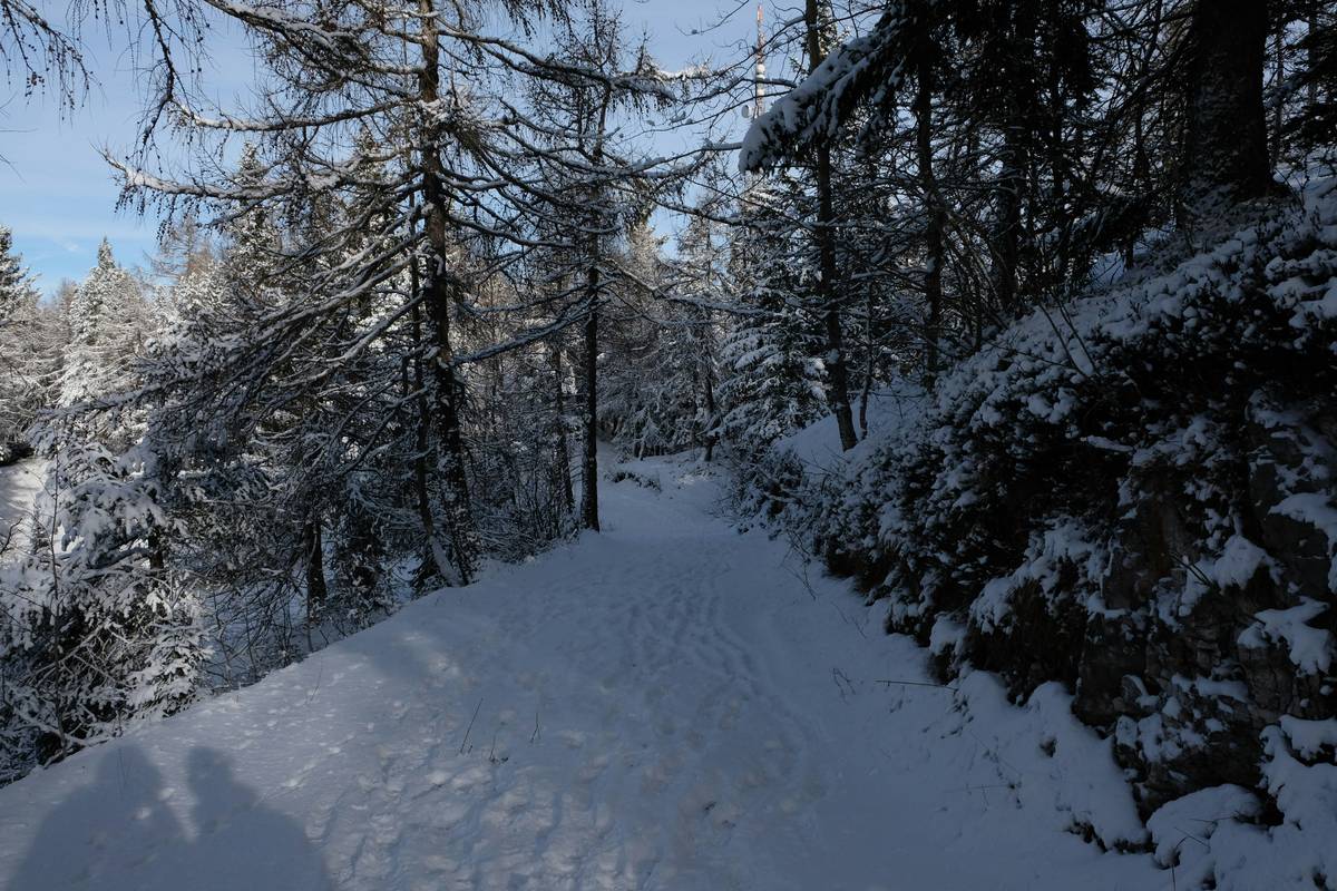 A scenic snowy trail winding through pine trees