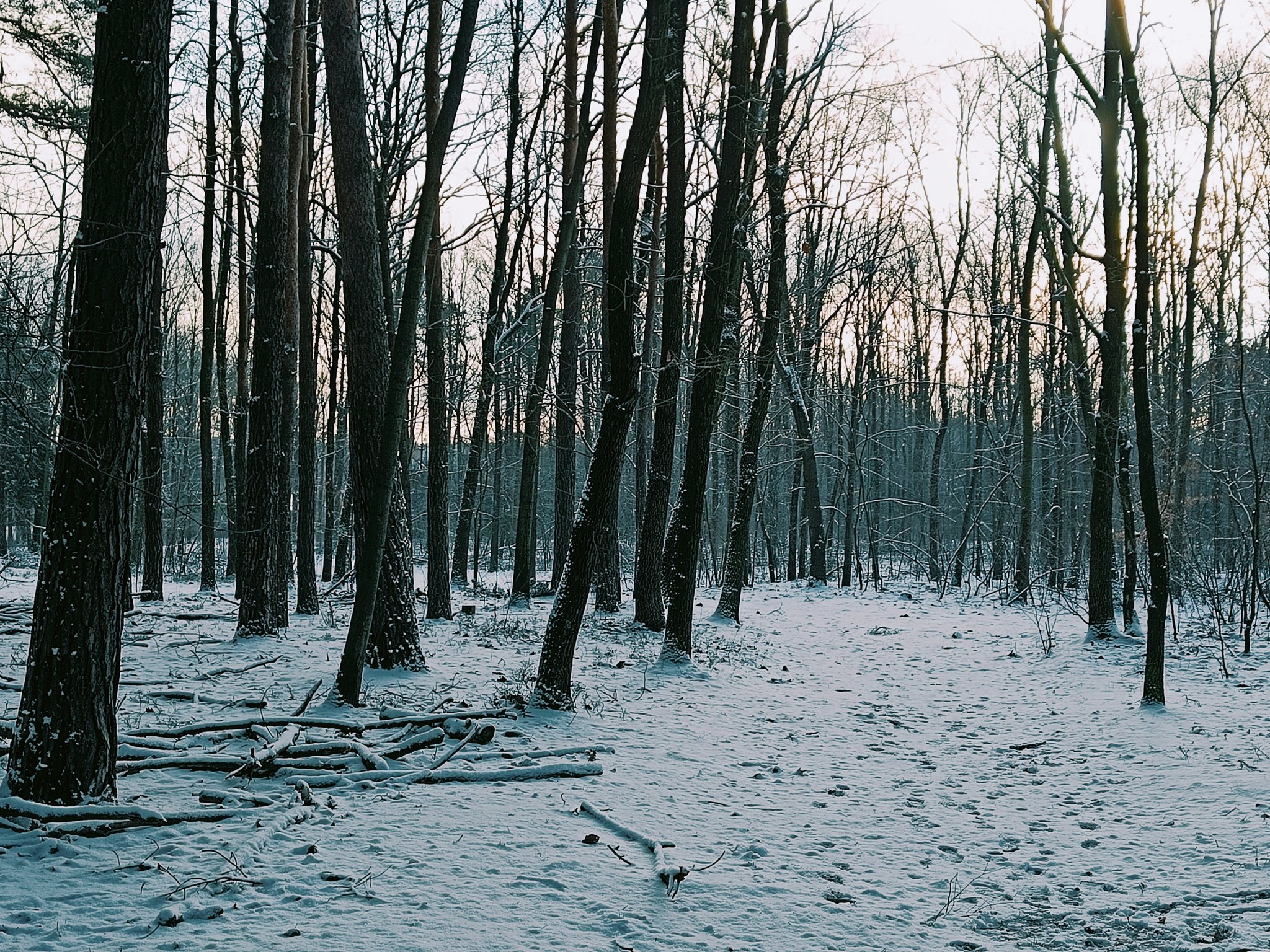 Close-up of essential snowshoeing gear including poles, boots, and snowshoes