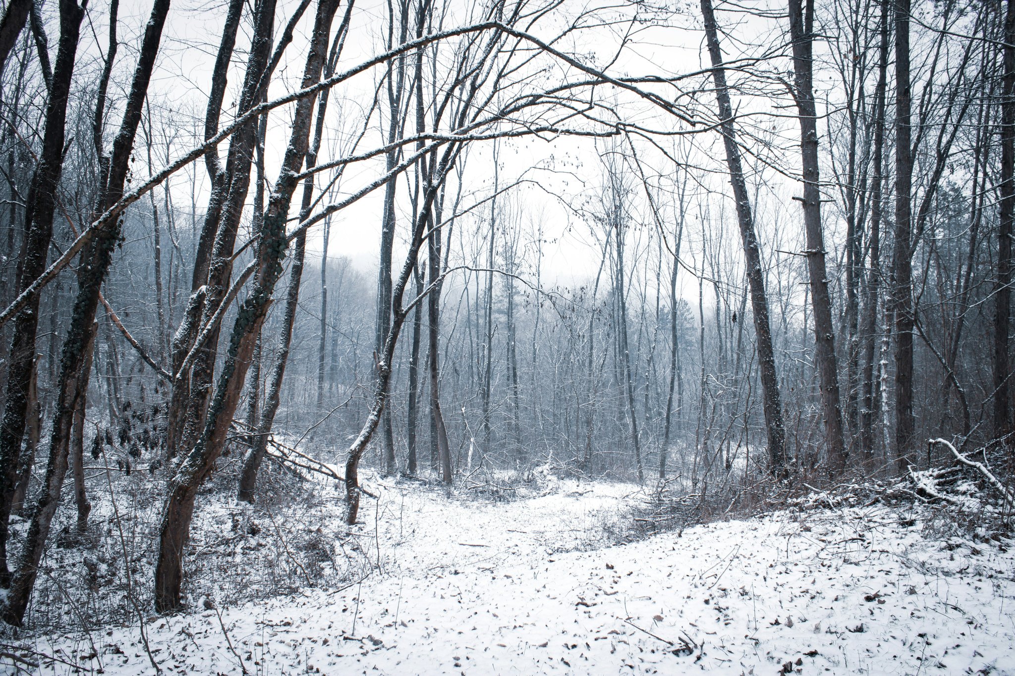 Discover the Magic of Snowshoe Powder Path: Your Ultimate Winter Adventure