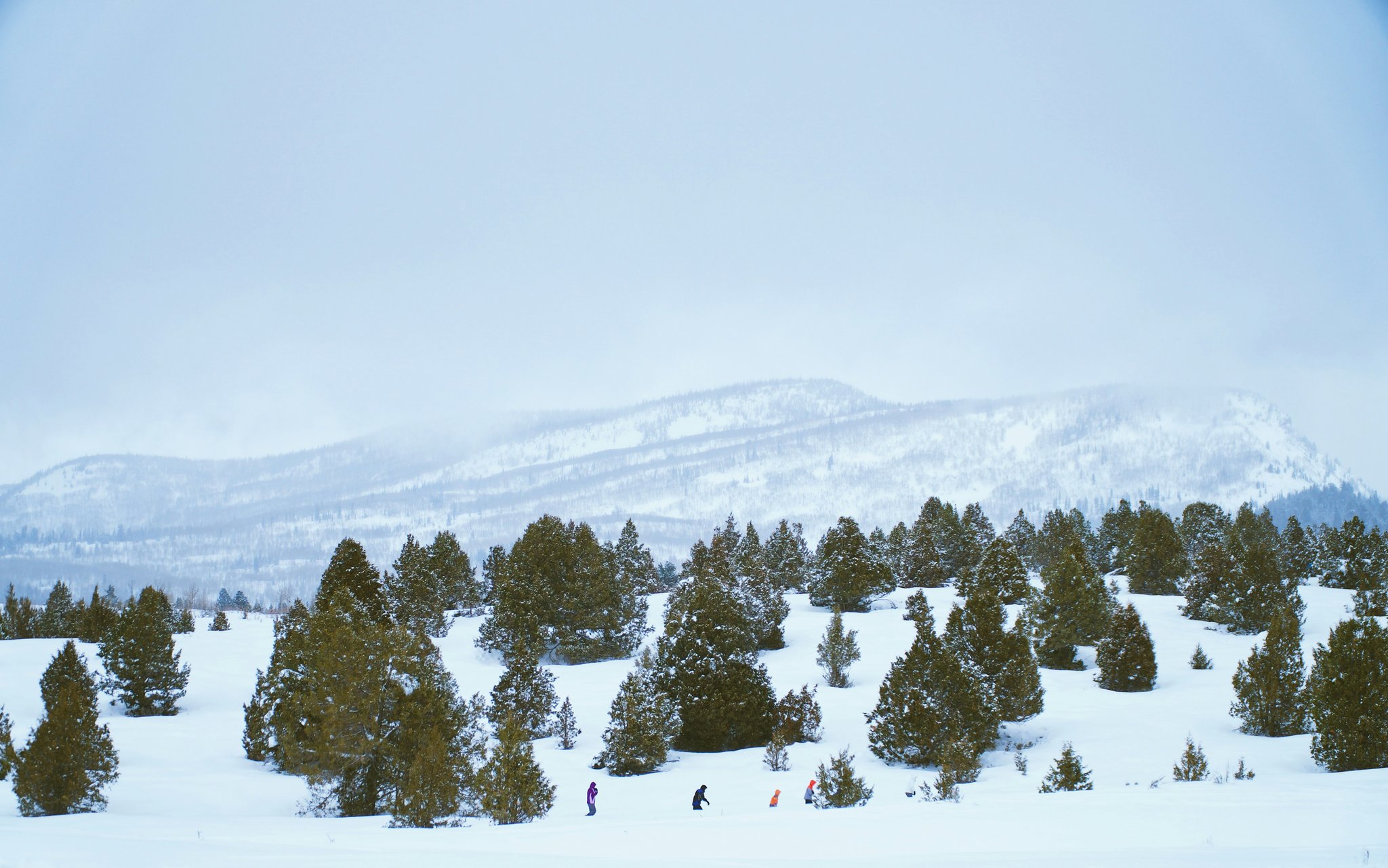 Unlock the Magic of Winter: Your Powder Snowshoe Journey Awaits