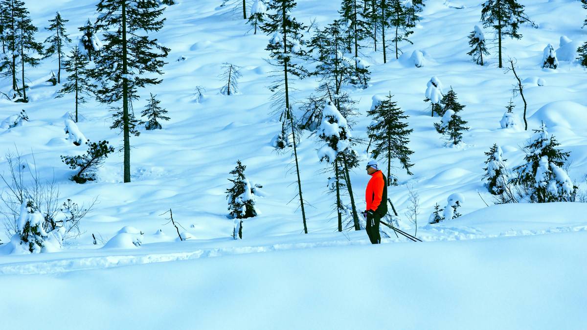 A group of travelers enjoying a snowshoe tour together amidst towering pine trees covered in snow