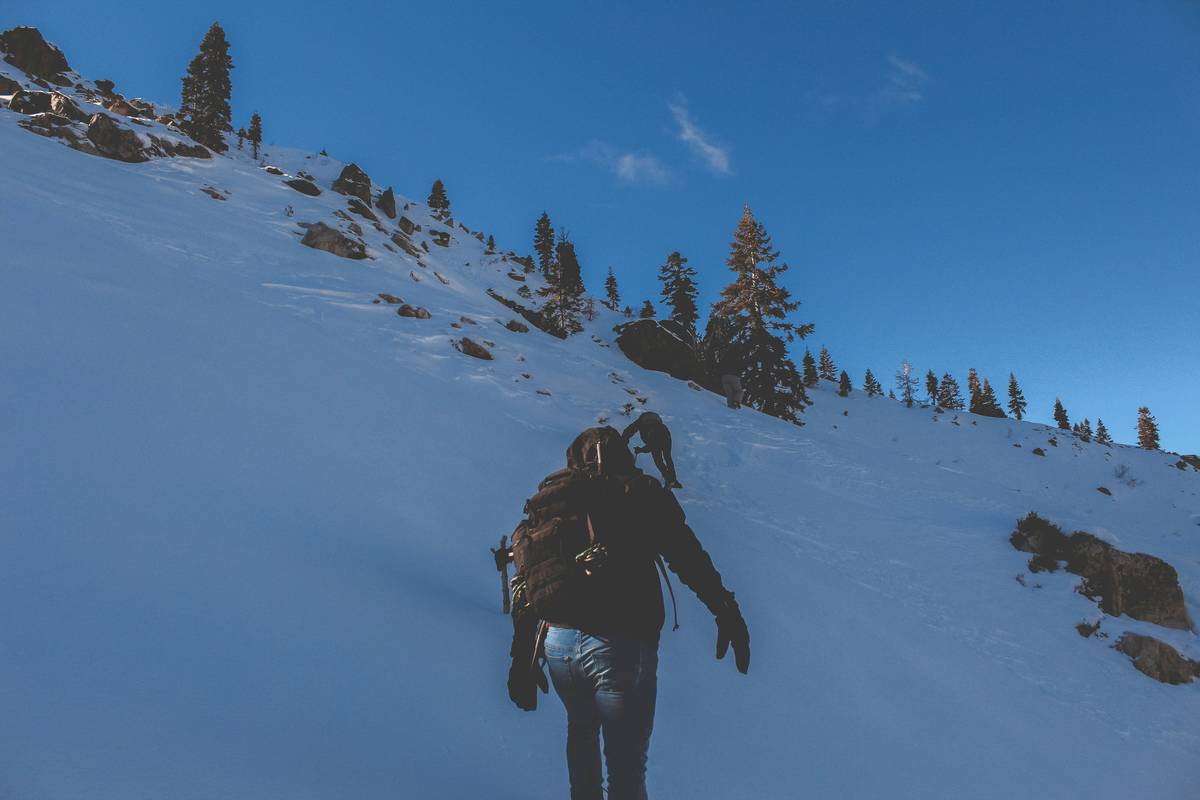 A scenic snow-covered trail winding through pine trees