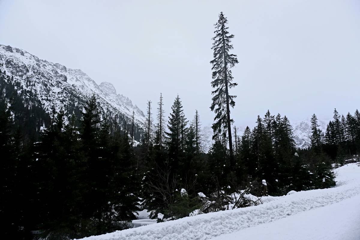 A scenic view of a snowy trail winding through dense evergreen trees