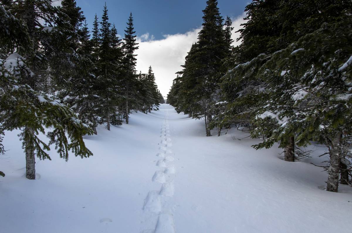 A serene snow-covered forest with snowshoers trekking in the distance