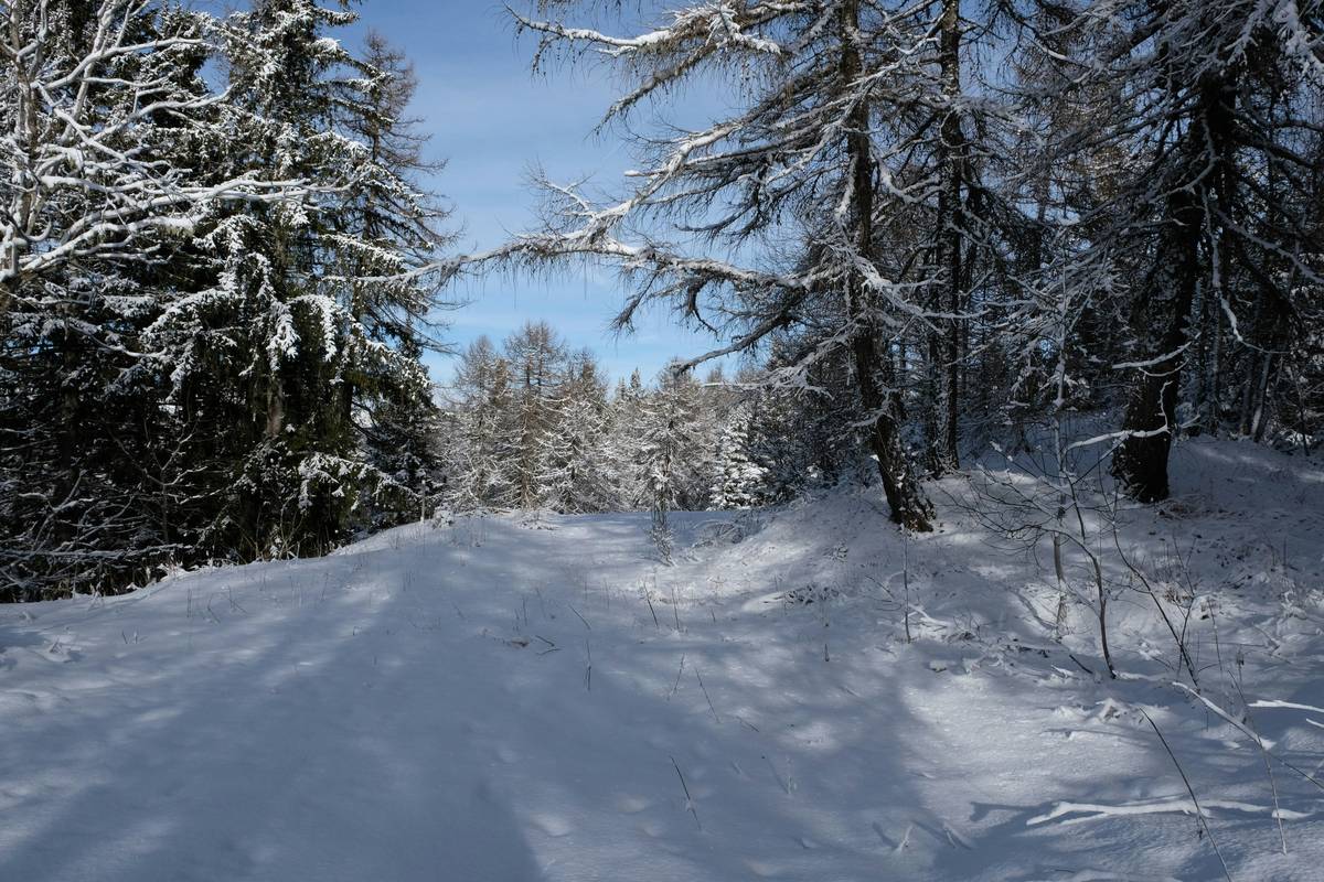 Discovering the Thrill of Snow Adventure Path: Your Ultimate Snowshoeing Tour Guide