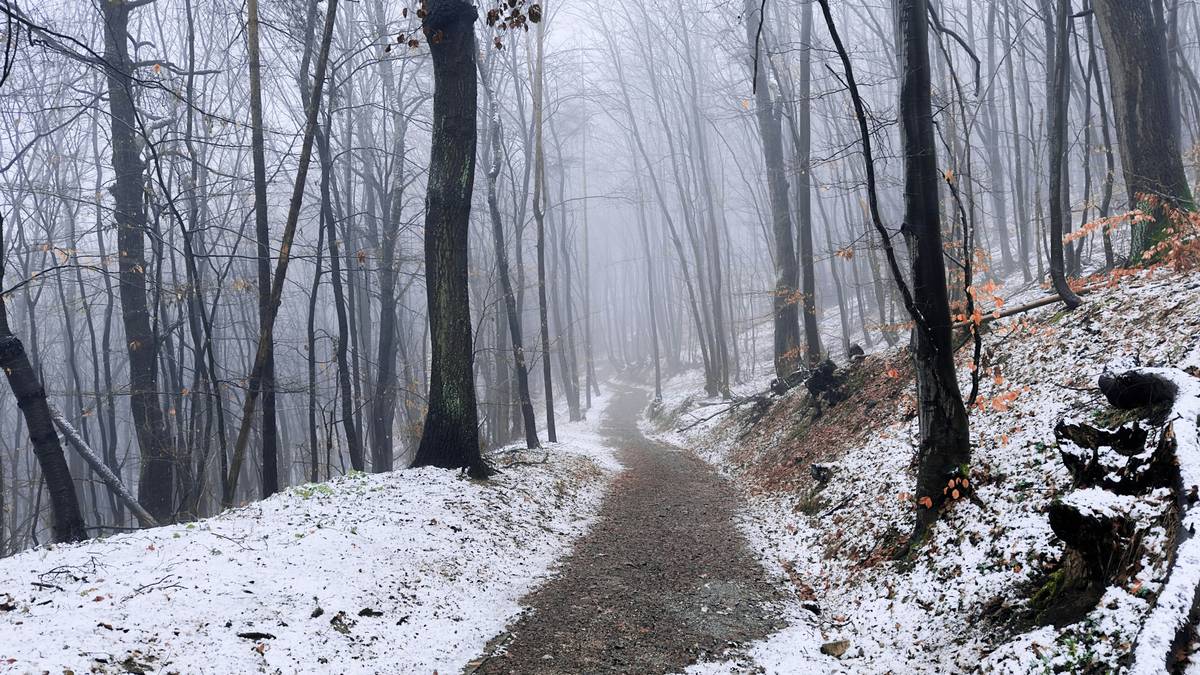 Various snowshoe gear laid out against a white backdrop