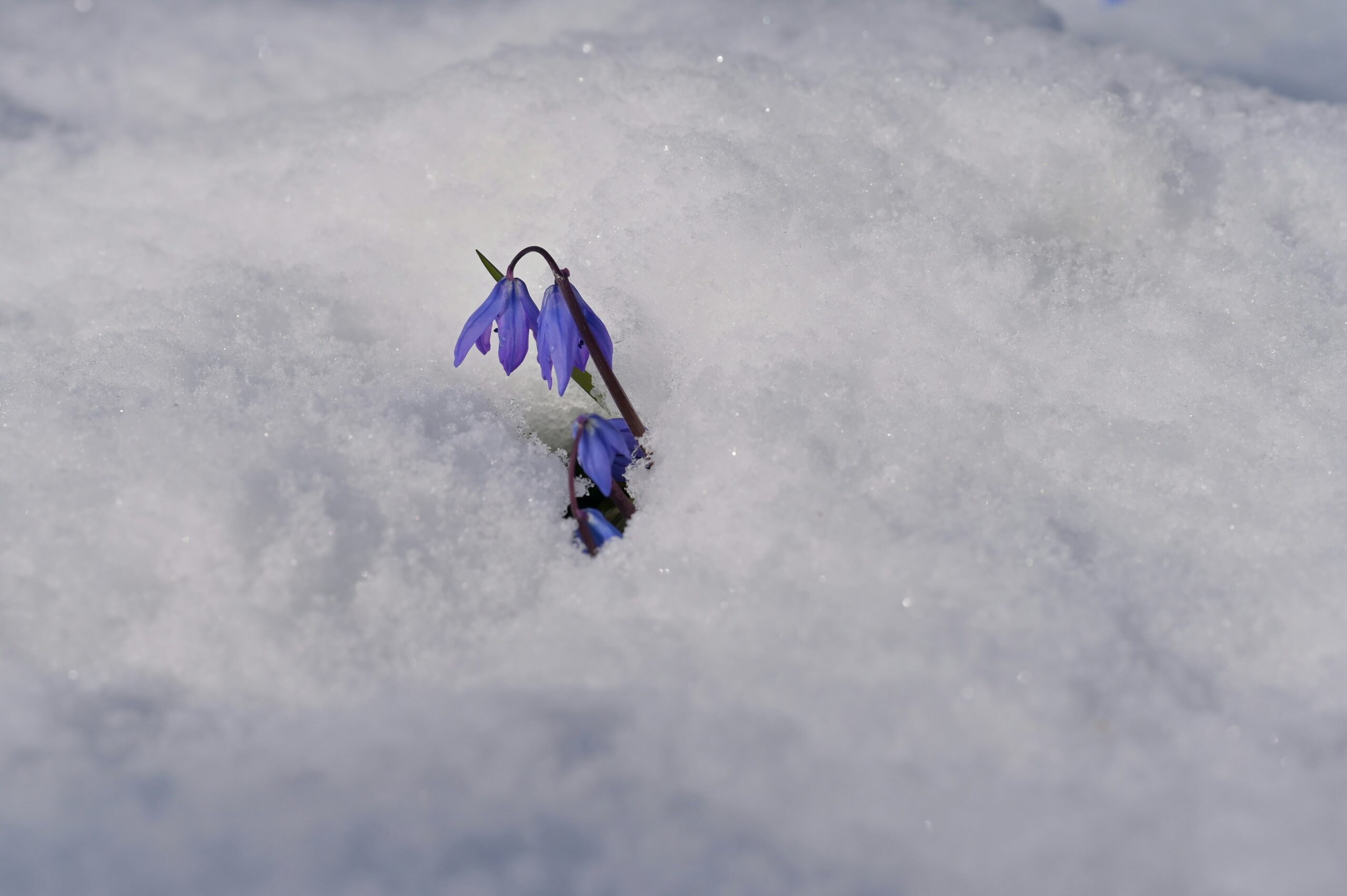 Blue flower in the snow
