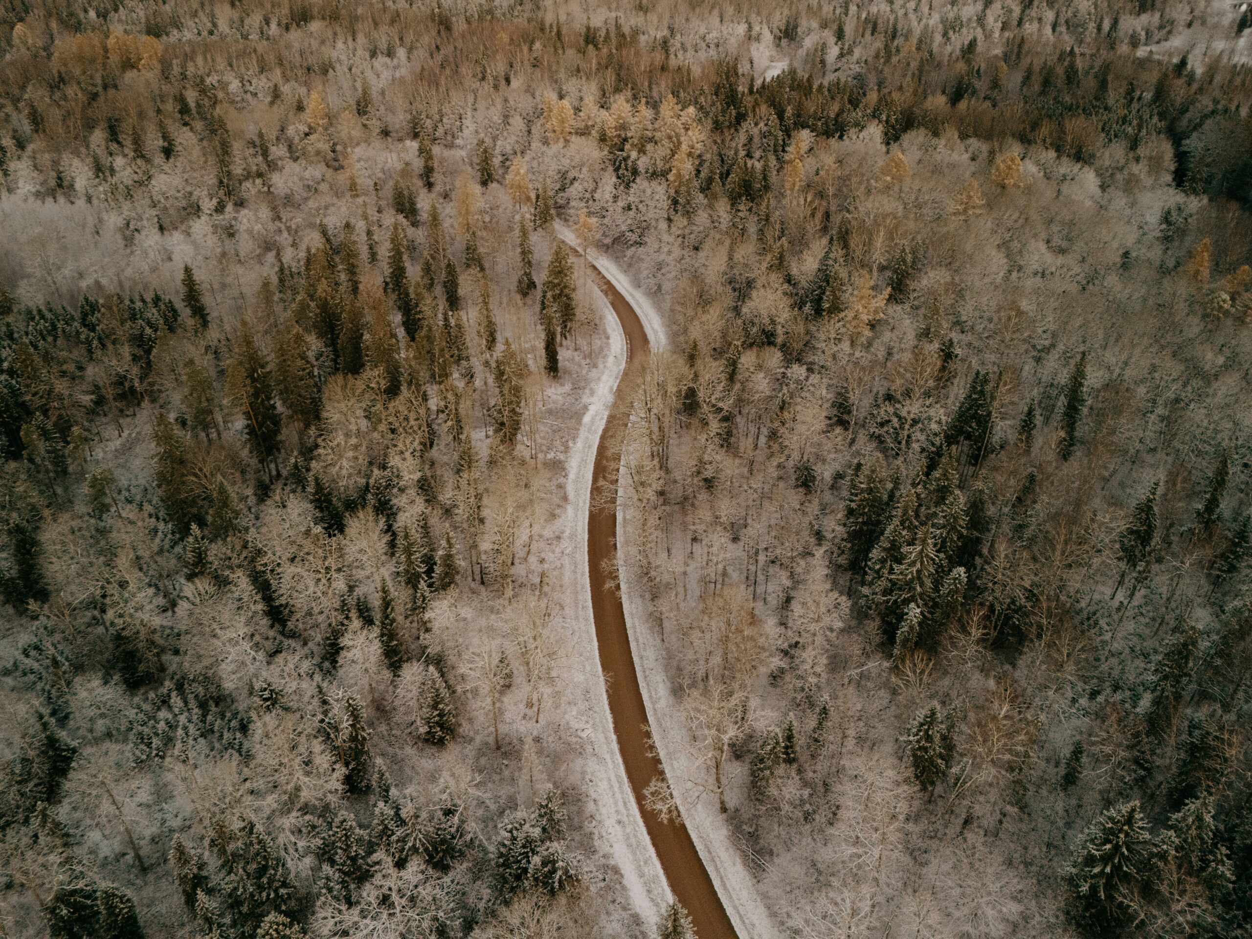 Frosted Road Through the Woods
