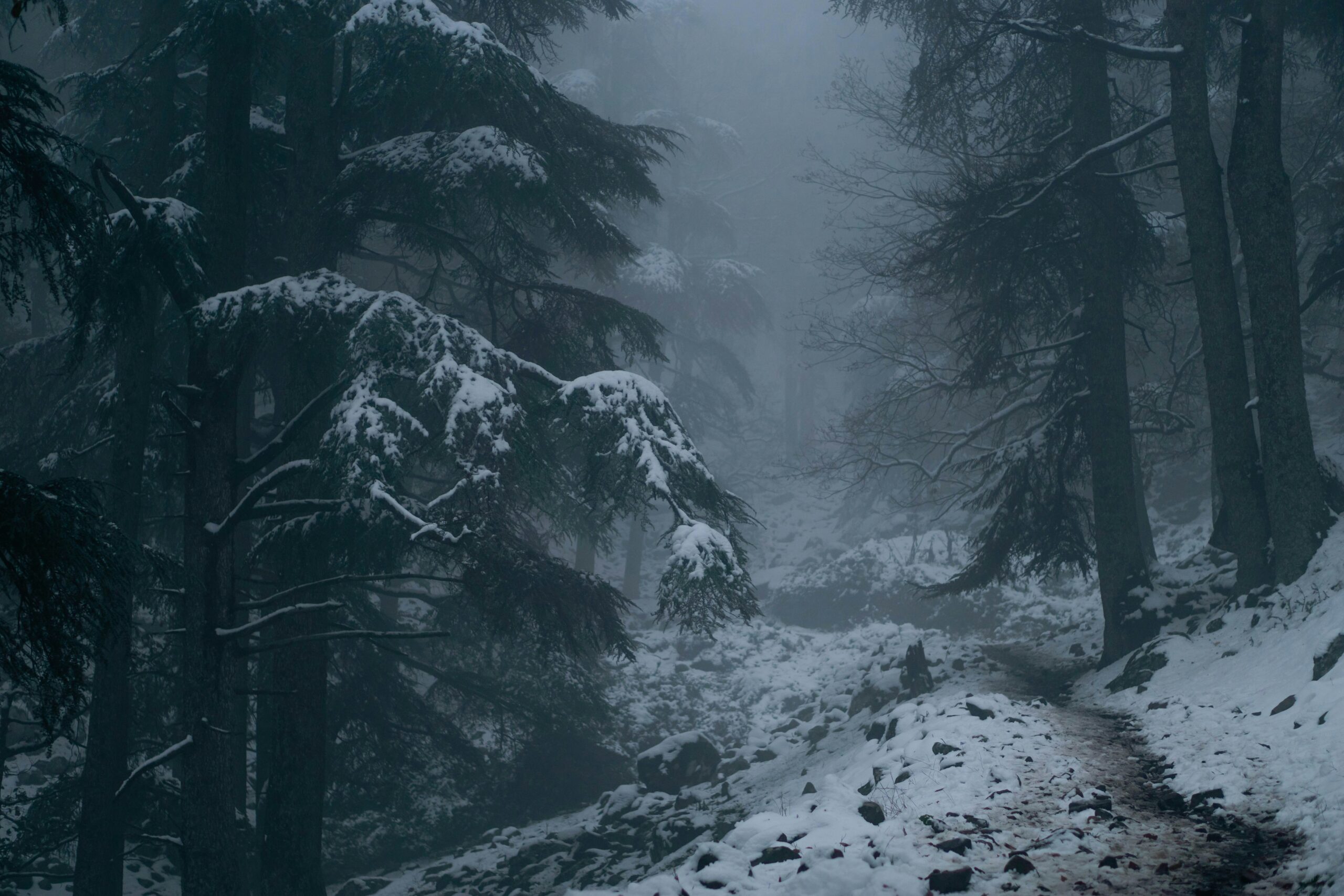 Une forêt enneigée enveloppée dans une brume épaisse, offrant une ambiance mystérieuse et calme.