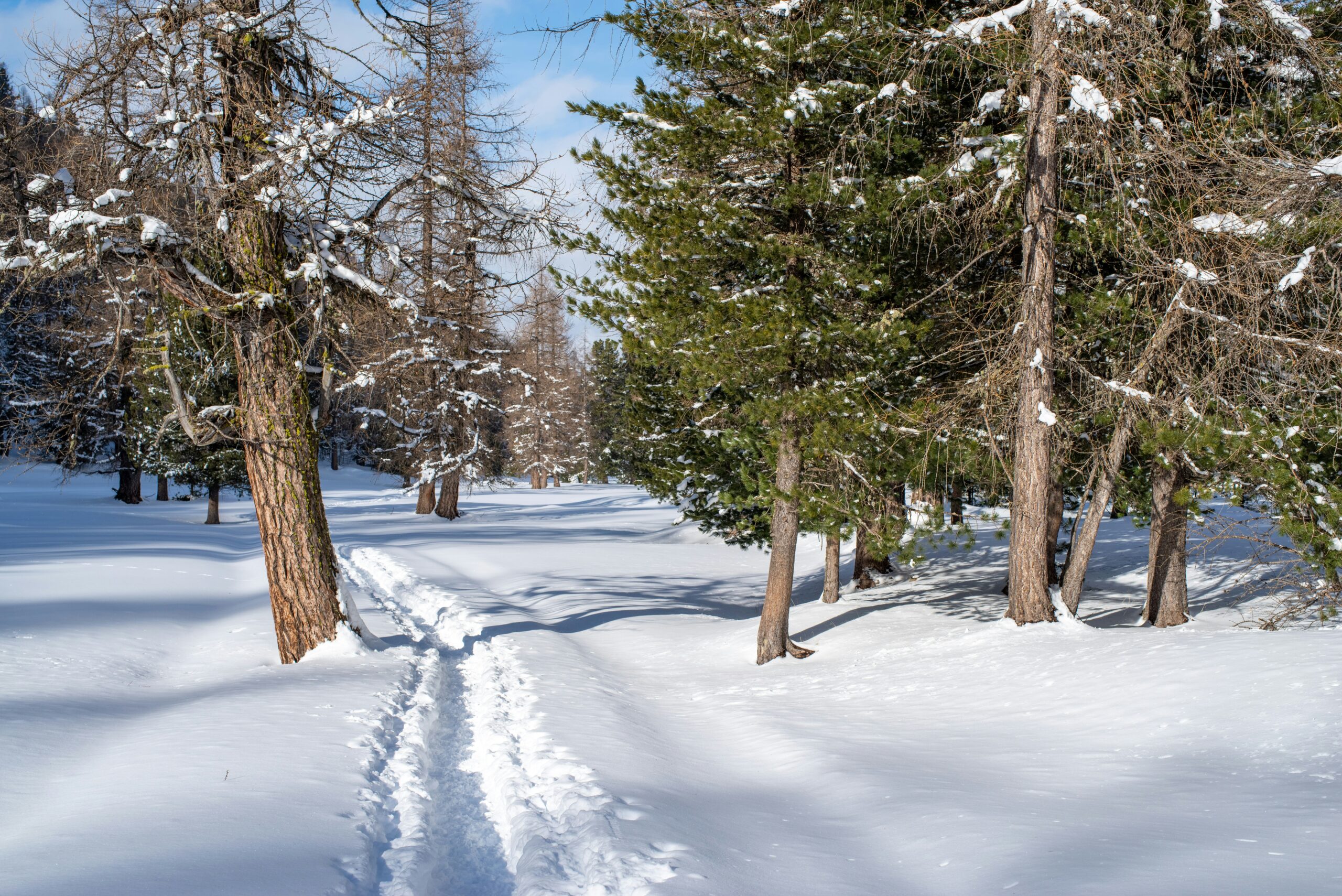 snowshoeing trail near Morteratsch Switzerland