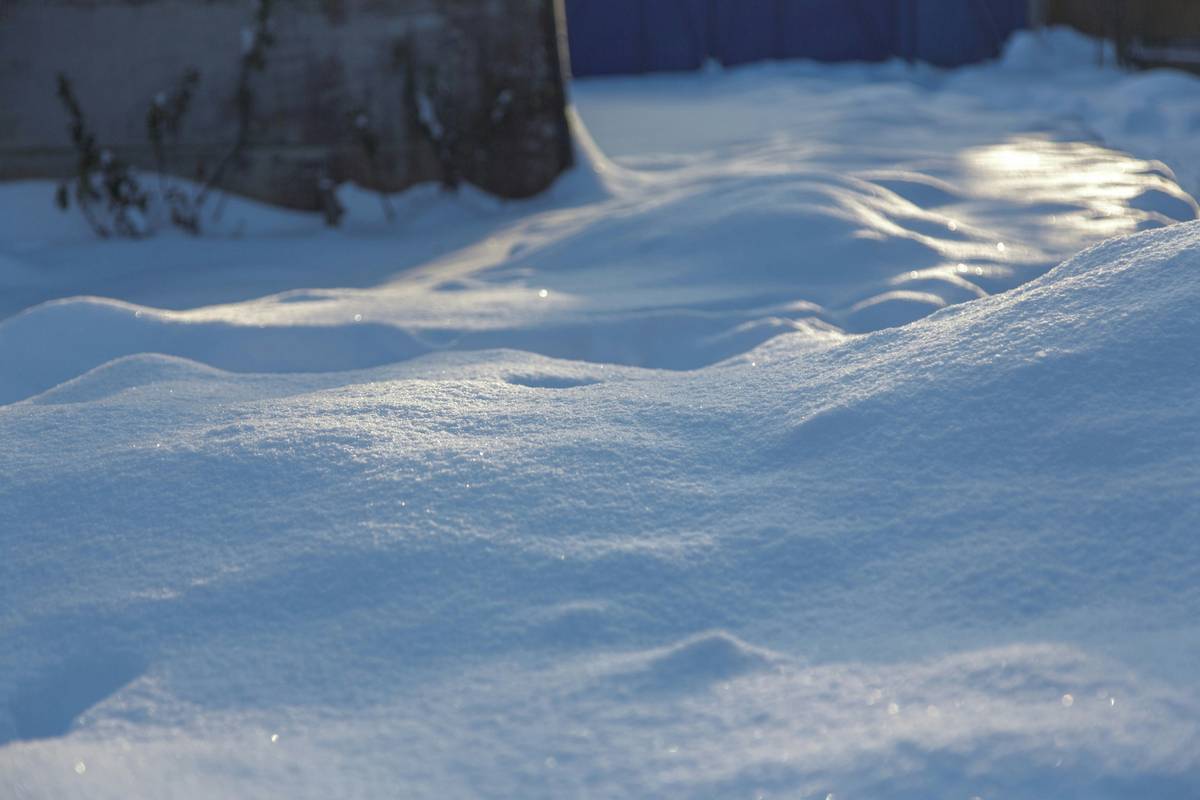 A breathtaking view of untouched powder snow under towering pine trees