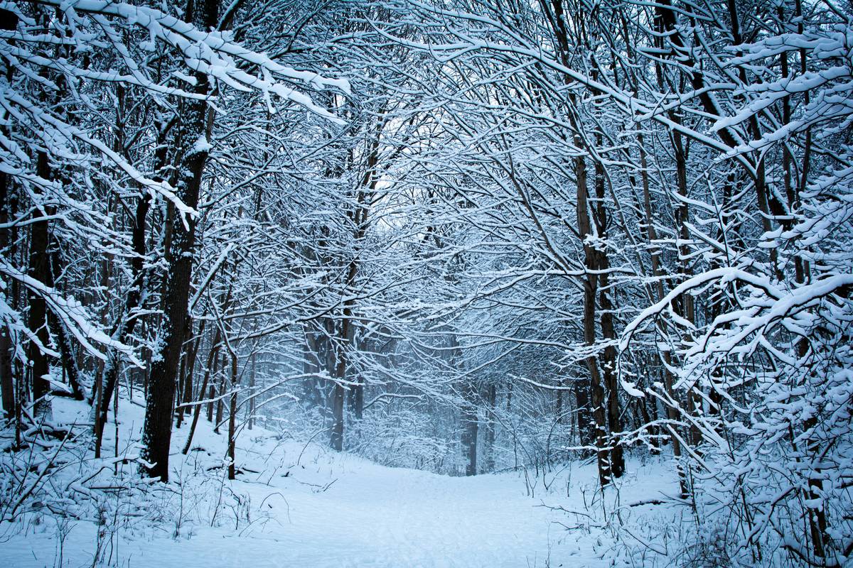 A lone snowshoer standing near a frozen waterfall surrounded by tall pine trees.