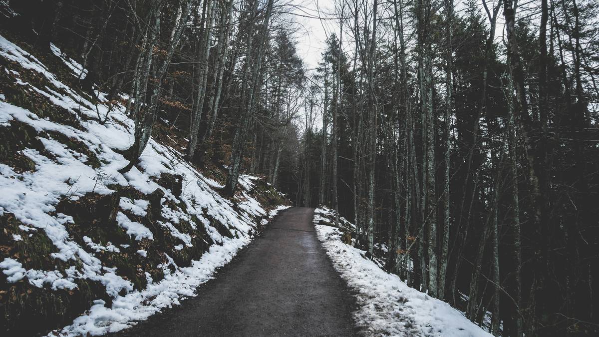 A lone snowshoer walking on a fresh snowshoe trail surrounded by tall pine trees covered with snow