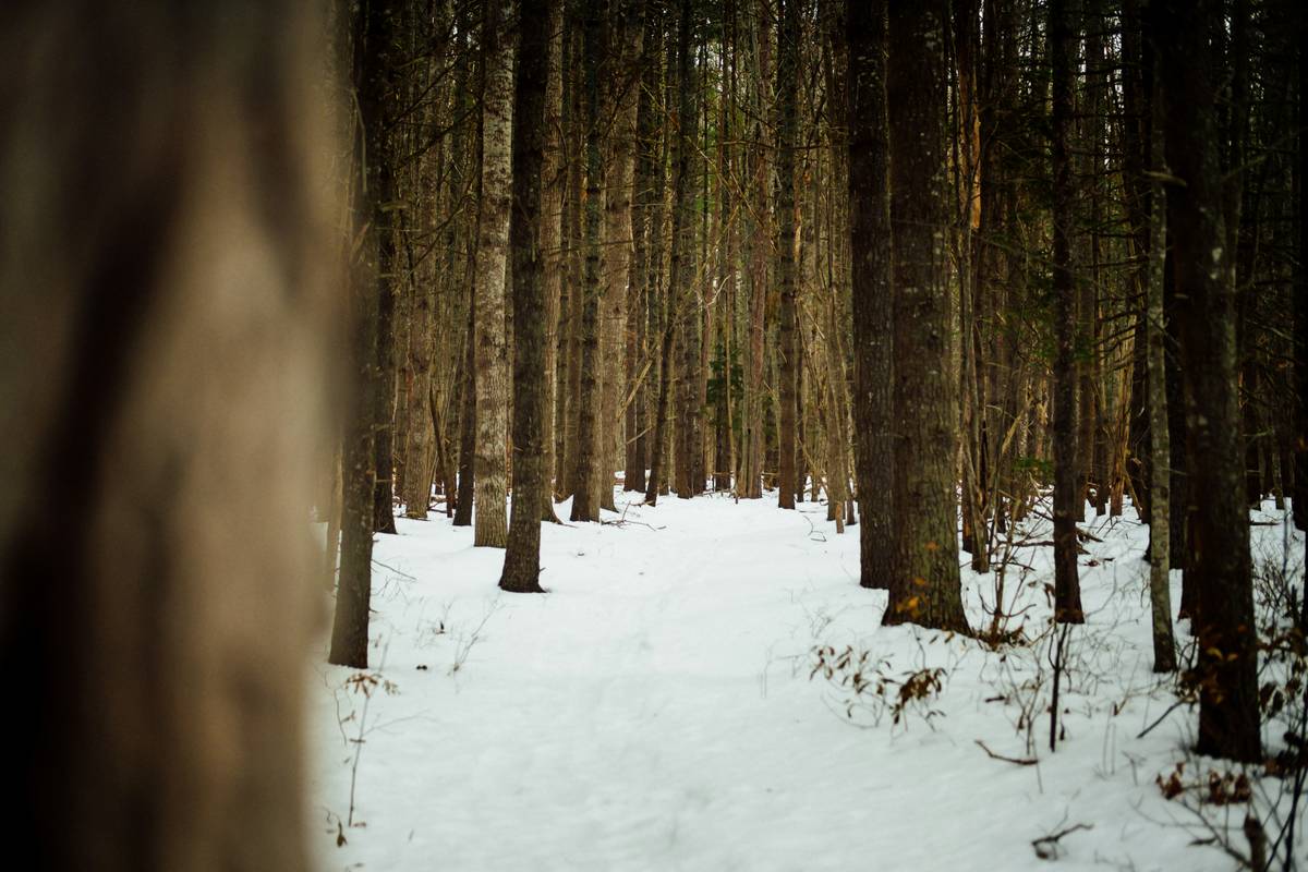 A person wearing bright red snowshoes standing on a snowy forest trail surrounded by towering pine trees.