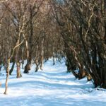 Discover the Ultimate Snowshoe Adventure Track: Your Guide to Winter Exploration