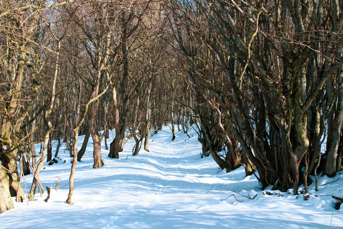 Discover the Ultimate Snowshoe Adventure Track: Your Guide to Winter Exploration